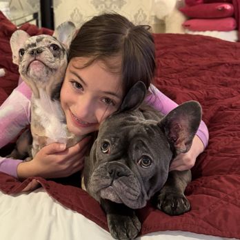 North Shore Frenchies - Pet Breeders Near Me North Shore Frenchies - Pet Breeders Near Me