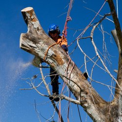 Brisbane Tree Removals - Professional tree removal