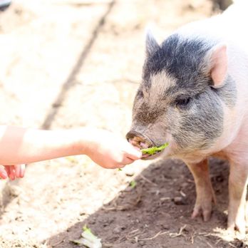 Dixie’s Mobile Mini Farm - Petting Zoos Near Me Dixie’s Mobile Mini Farm - Petting Zoos Near Me
