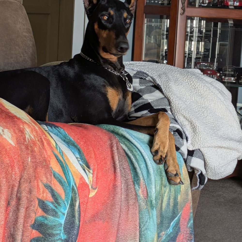 Doggone Paws - My Doberman Pinscher after her beauty bath at DOGGONE PAWS! 15522 Lakewood Blvd, Bellflower, CA 90706 562-202-4378 - Pet Groomers Near Me - Bellflower, California