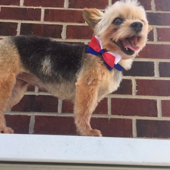 A Styled Pooch - Pet Groomers Near Me - Concord, North Carolina