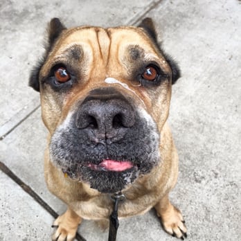 The Dandy Dogwalker - Brooklyn - Sully has something on his face kinda. (Carroll Gardens, Brooklyn) - Dog Walkers Near Me - Brooklyn, New York The Dandy Dogwalker - Brooklyn - Sully has something on his face kinda. (Carroll Gardens, Brooklyn) - Dog Walkers Near Me - Brooklyn, New York