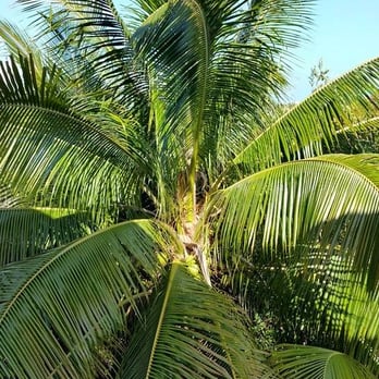 Coconut Mallory Resort & Marina - Hotels Near Me - Key West, Florida Coconut Mallory Resort & Marina - Hotels Near Me - Key West, Florida