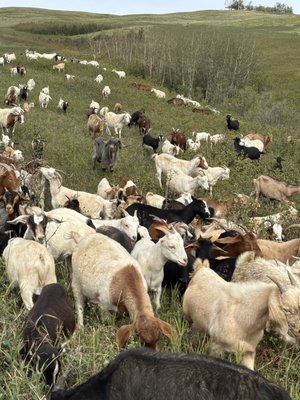 Nose Hill Park by null