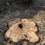 Flatout Stump Grinding