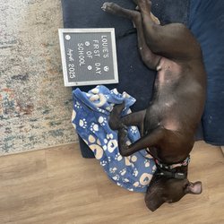 Sit Means Sit Dog Training
