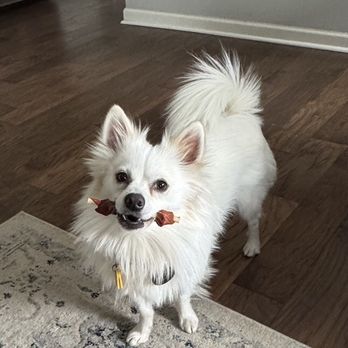 Angels Among Us Pet Rescue - My new dog! - Animal Shelters Near Me Angels Among Us Pet Rescue - My new dog! - Animal Shelters Near Me