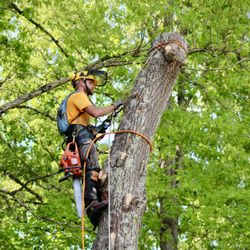 Lumber John's Tree Service - John climbing and removing a large poplar tree.