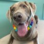 Swifthounds