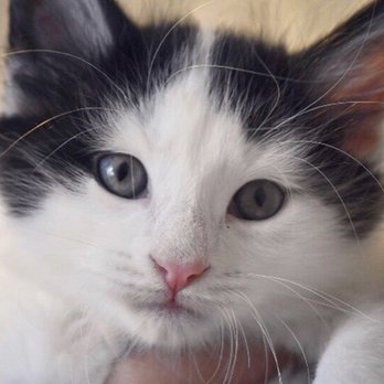 RISPCA - Animal Shelters Near Me - Warwick, Rhode Island