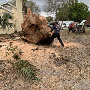 Mustelier Tree Trimming Services - Mustelier gave this old beauty the respect it deserved and laid her down softly. - Tree Services Near Me Mustelier Tree Trimming Services - Mustelier gave this old beauty the respect it deserved and laid her down softly. - Tree Services Near Me