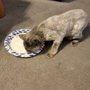 Photo of 4 Paws Only