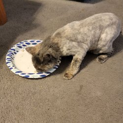 4 Paws Only