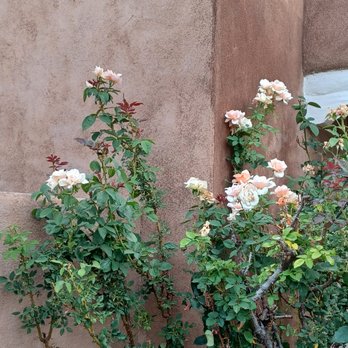 Vicki Handfield, PsyD - I moved to NM in 2018, love it here!! - Psychologists Near Me - Albuquerque, New Mexico