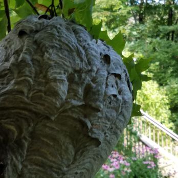 Go Green Pest Solutions - Pest Control Near Me Go Green Pest Solutions - Pest Control Near Me