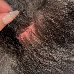 Glamour Pooch Grooming Spa - A burn no rash