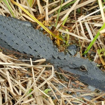 Florida Cracker Airboat Ride - Boat Tours Near Me - Fellsmere, Florida Florida Cracker Airboat Ride - Boat Tours Near Me - Fellsmere, Florida