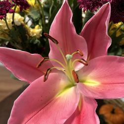 Ogrodek Flowers - Always in fresh bloom
