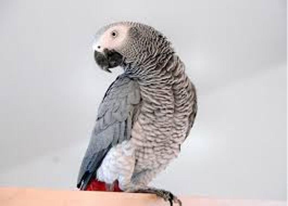 Neon Dream Pet Sitting - pet boarding facility in Albuquerque, NM