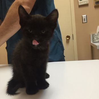 Shaw Veterinary Hospital - Sir Chris at his finest lol they gave him treats - Veterinarians Near Me - Fresno, California Shaw Veterinary Hospital - Sir Chris at his finest lol they gave him treats - Veterinarians Near Me - Fresno, California