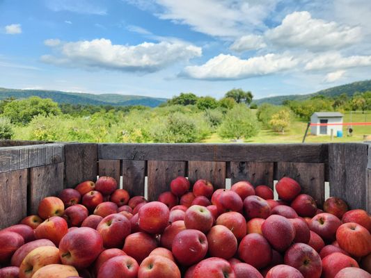 Stribling Orchard by null
