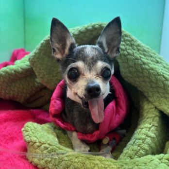 Modern Animal Costa Mesa - May post surgery - Veterinarians Near Me - Costa Mesa, California Modern Animal Costa Mesa - May post surgery - Veterinarians Near Me - Costa Mesa, California