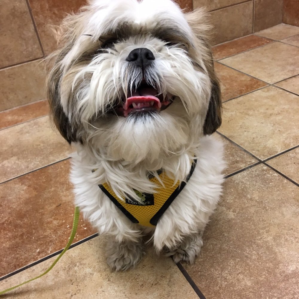 PetSmart - Pant away u still gon git groomed - Pet Groomers Near Me - Chicago, Illinois PetSmart - Pant away u still gon git groomed - Pet Groomers Near Me - Chicago, Illinois