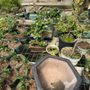 Photo of Parks Bonsai Farm Nursery