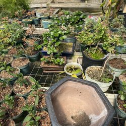 Parks Bonsai Farm Nursery