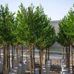All Points Landscape & Maintenance - Beautiful bay leaf laurel trees