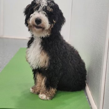 Macatawa Dog Training - Pet Training Near Me - Holland, Michigan Macatawa Dog Training - Pet Training Near Me - Holland, Michigan