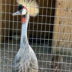 Tregembo Animal Park