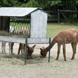 Harvard Alpaca Ranch