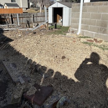 Jimenez Tree Service - The silver maple after the stump grind - Tree Services Near Me