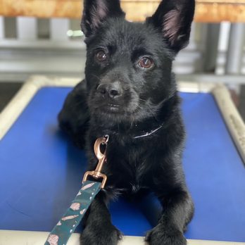 Do Good Dog Training - Benito on 'place'. - Pet Training Near Me Do Good Dog Training - Benito on 'place'. - Pet Training Near Me