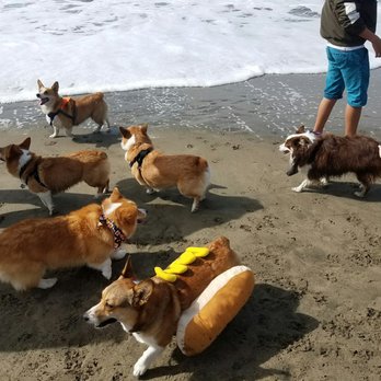 Corgi Con - Festivals Near Me - San Francisco, California Corgi Con - Festivals Near Me - San Francisco, California