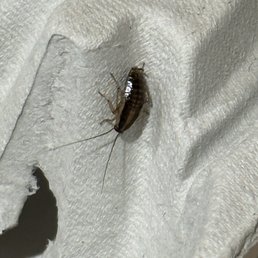 Roach Roach