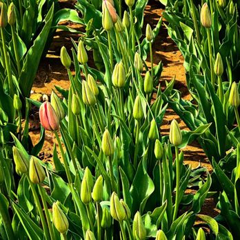 Texas-Tulips - Nurseries & Gardening Near Me - Pilot Point, Texas