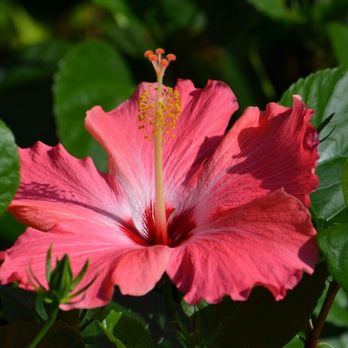 B&C Fruit Trees and Landscape - a pink flower - Landscaping Near Me - Cape Coral, Florida B&C Fruit Trees and Landscape - a pink flower - Landscaping Near Me - Cape Coral, Florida