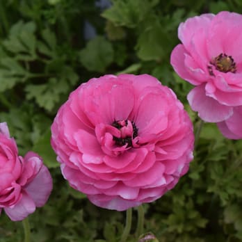 The Flower Fields - Pink Ranunculus - Venues & Event Spaces Near Me - Carlsbad, California The Flower Fields - Pink Ranunculus - Venues & Event Spaces Near Me - Carlsbad, California