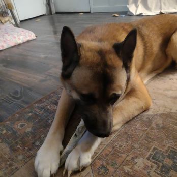 Unleashed Cary - Zane with his cod skin treat! - Pet Stores Near Me - Cary, North Carolina Unleashed Cary - Zane with his cod skin treat! - Pet Stores Near Me - Cary, North Carolina