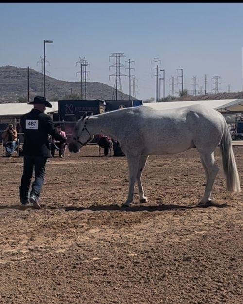 Light Rein Performance Horses Logo