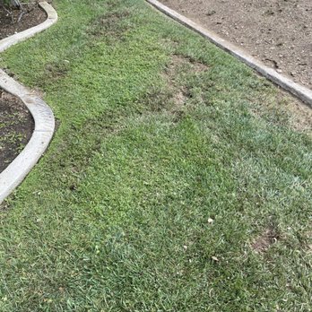 Premier Tree Experts - Lawn damage - Tree Services Near Me - Orange, California Premier Tree Experts - Lawn damage - Tree Services Near Me - Orange, California