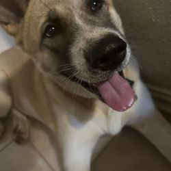 ROOT Periodontal & Implant Center - Flower Mound - My puppy Joy smiling.