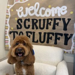 Scruffy To Fluffy