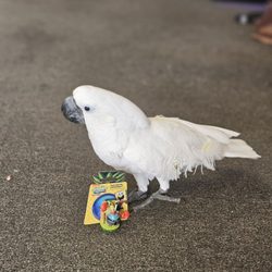 Fish Out Of Water - Bella stole my SpongeBob aquarium toy lol! Silly bird! I still need to pay for that ha ha!