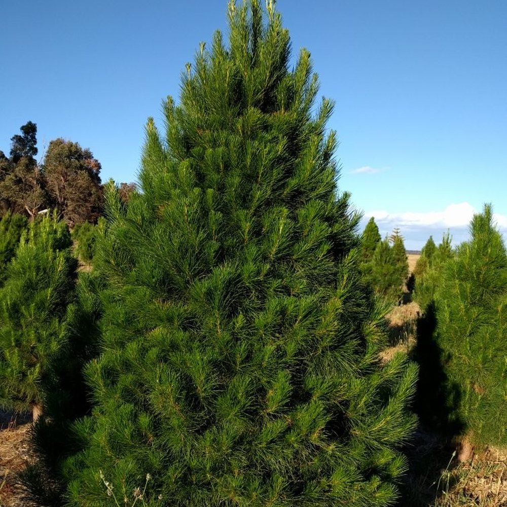 TOP 10 BEST Christmas Trees near Albany Western Australia, Australia -  Updated 2026 - Yelp, image size:1000x1000