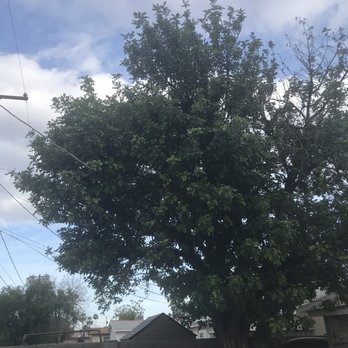 ArborCraft Tree Service - Before - Tree Services Near Me - Phoenix, Arizona ArborCraft Tree Service - Before - Tree Services Near Me - Phoenix, Arizona