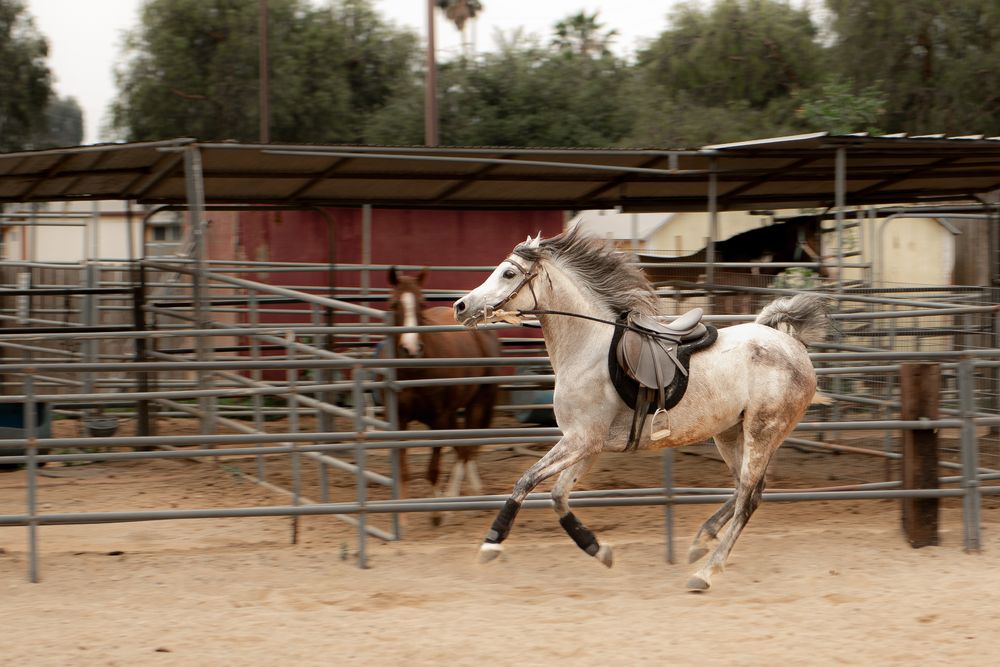 JM Horse Training Logo