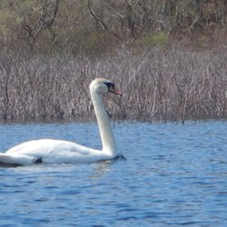 Great Meadows National Wildlife Refuge